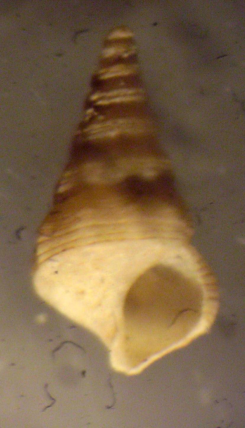 Turritellidae?